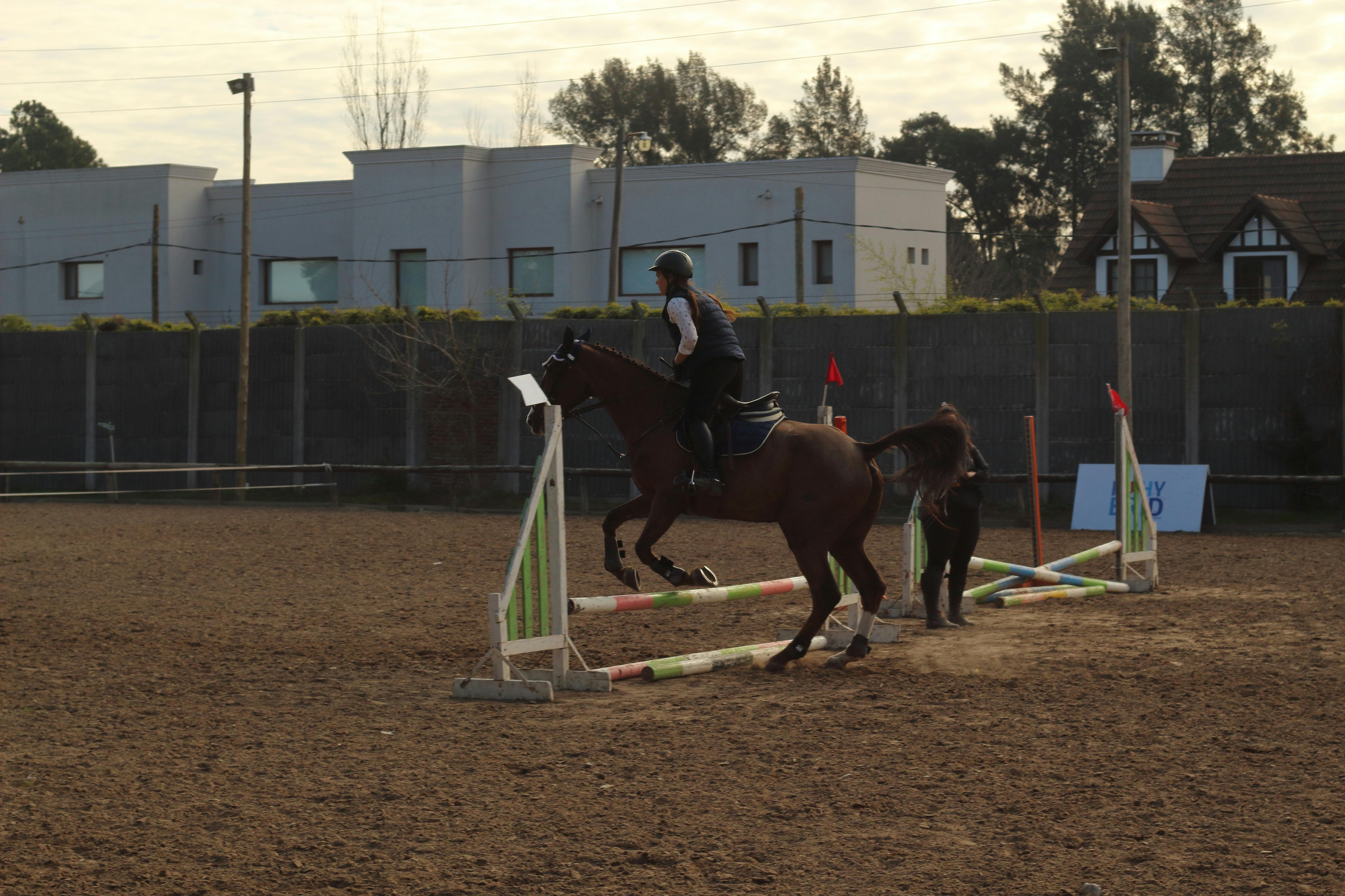 Free stock photo of horse, horse jump, horse rider