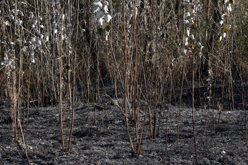 Foto d'estoc gratuïta de arbres, cremat, fulles