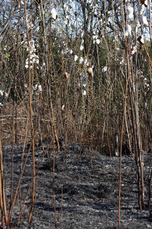 Foto d'estoc gratuïta de arbres, cremat, fulles