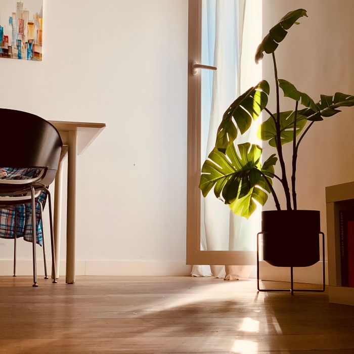 Minimalist room with a monstera plant beside a sunlit door — photo by Stephen Girling on Pexels