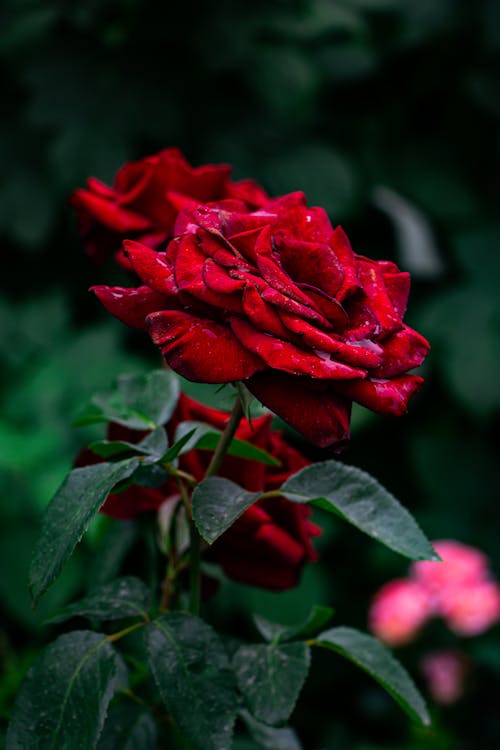 Foto d'estoc gratuïta de flor vermella, flora, florir