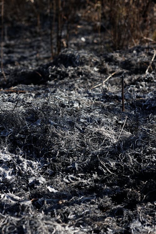 Foto d'estoc gratuïta de cremat, herba, negre