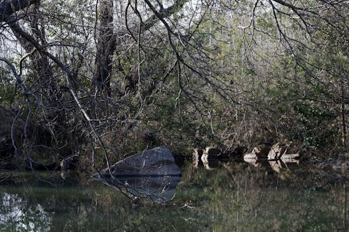 Foto d'estoc gratuïta de aigua, aigües tranquil·les, arbres