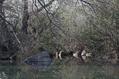 Foto d'estoc gratuïta de aigua, aigües tranquil·les, arbres