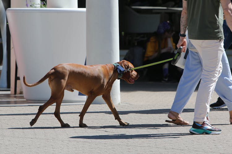 A Person Walking With Brown Dog 