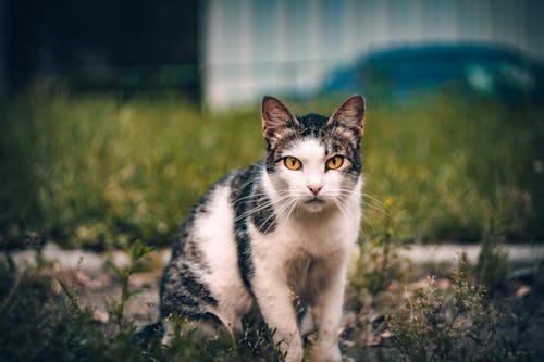 Foto profissional grátis de animal, animal de estimação, bigode de gato