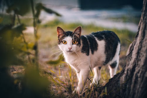 Fotobanka s bezplatnými fotkami na tému cicavec, domáce zviera, mačací