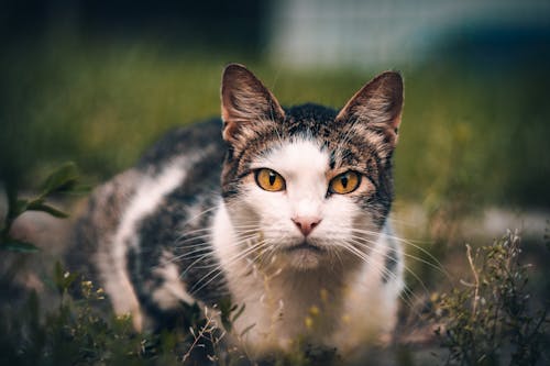 고양이, 고양잇과 동물, 노란 눈의 무료 스톡 사진