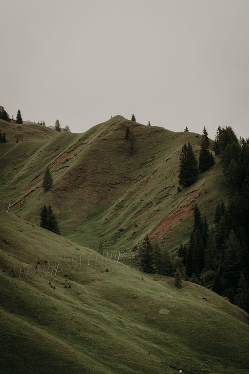 Free Lush green hills adorned with fir trees under a serene sky, capturing nature's tranquility. Stock Photo
