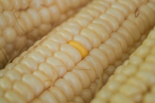 Kostnadsfria Kostnadsfri bild av majs, mat, närbild Stock foto
