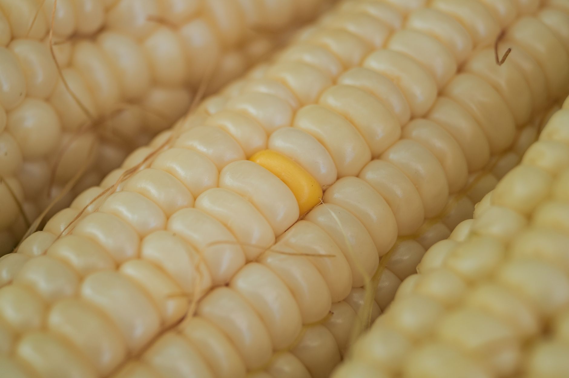 Freshly cooked juicy corn on the cob with butter melting on top