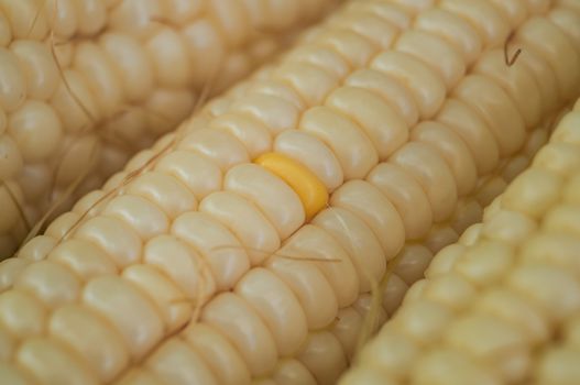 Close Up Shot of a White Corn