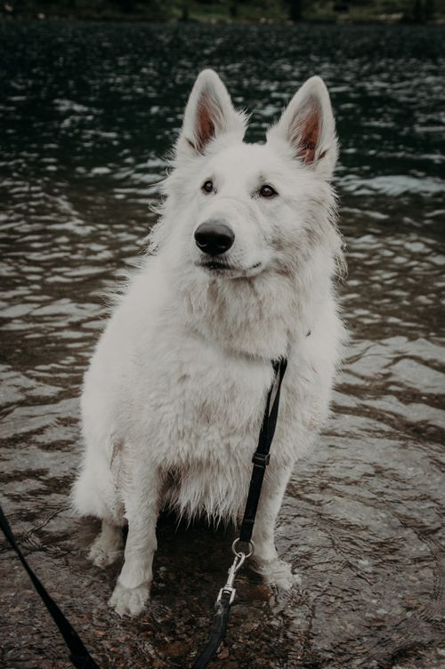 Free Charming White Swiss Shepherd dog standing by a tranquil lakeside, depicting serenity and nature. Stock Photo