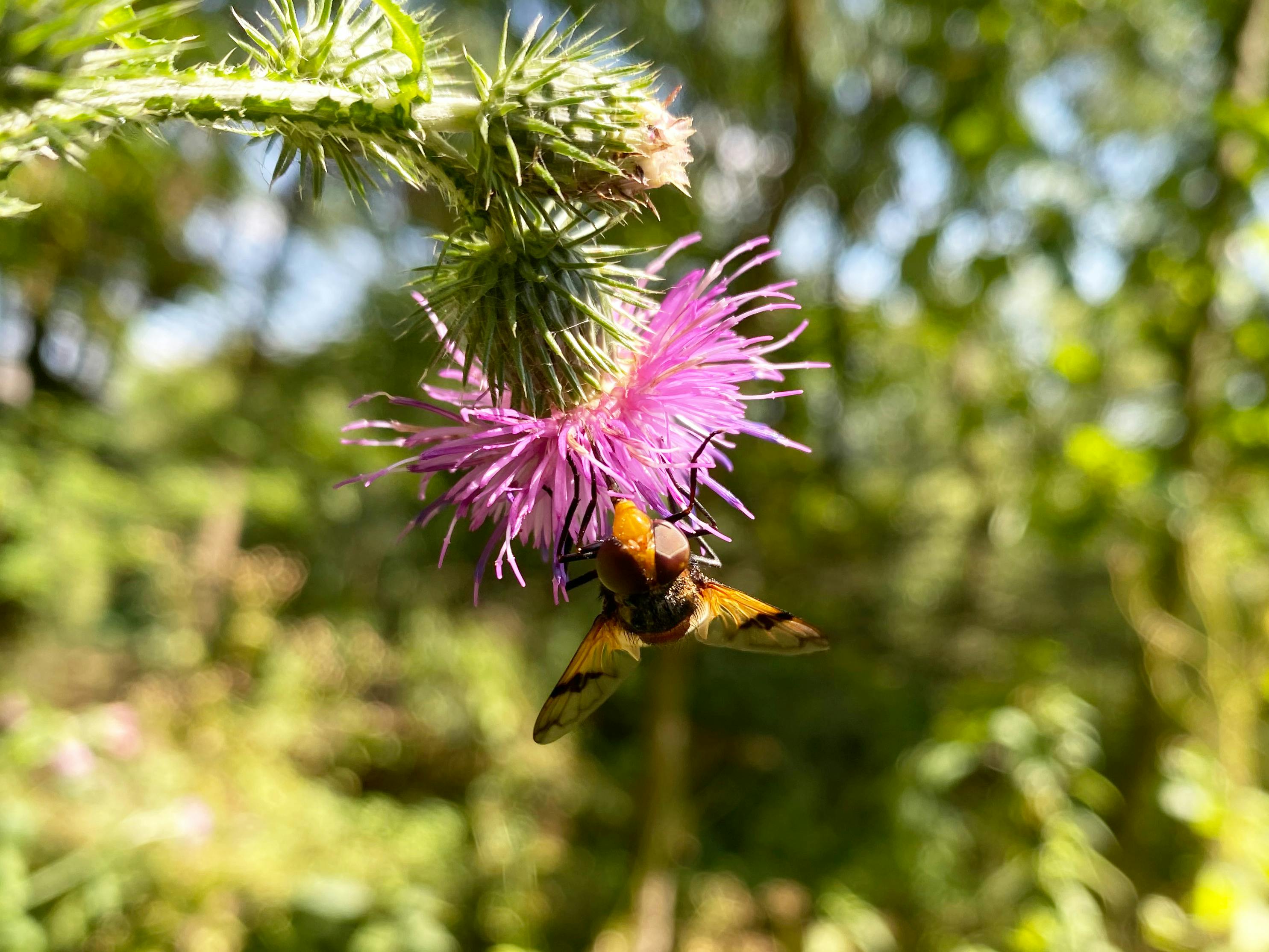 A Close-Up Shot of a Hoverfly Pollinating a Flower · Free Stock Photo