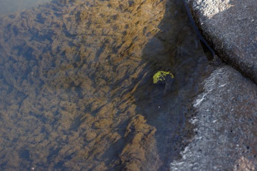 Foto d'estoc gratuïta de aigua, algues, roques