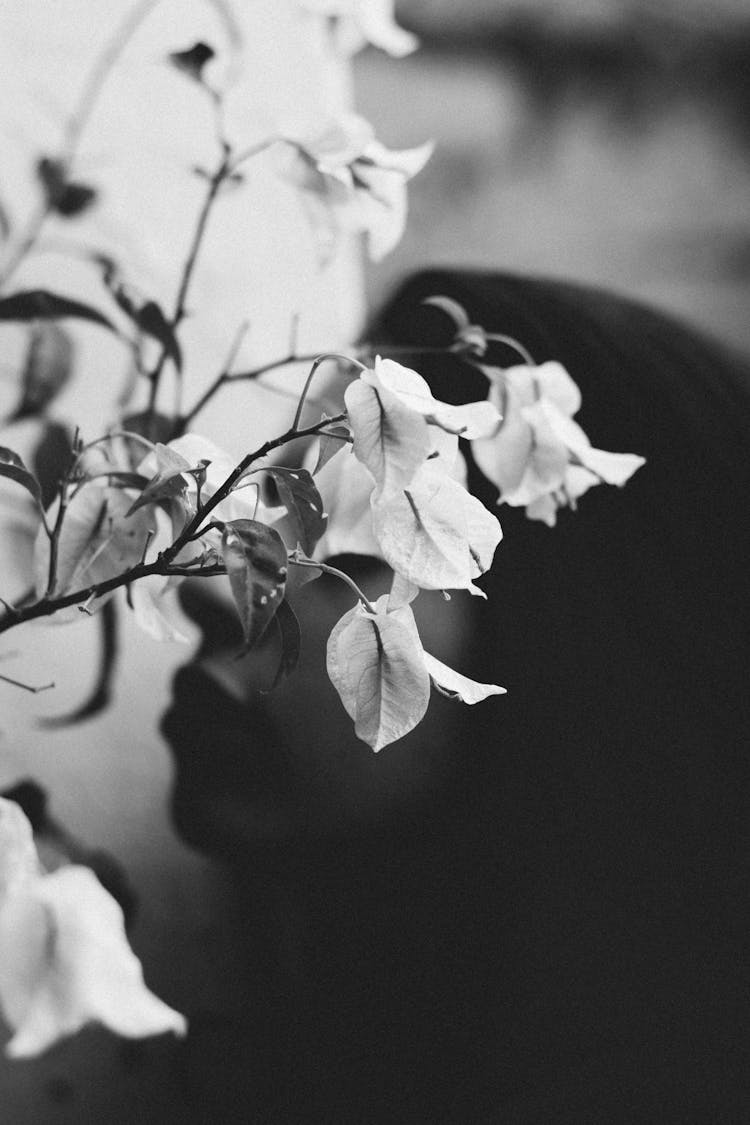 A Grayscale Of A Bougainvillea Plant