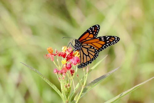 Photos gratuites de fond papillon, insecte papillon, monarque