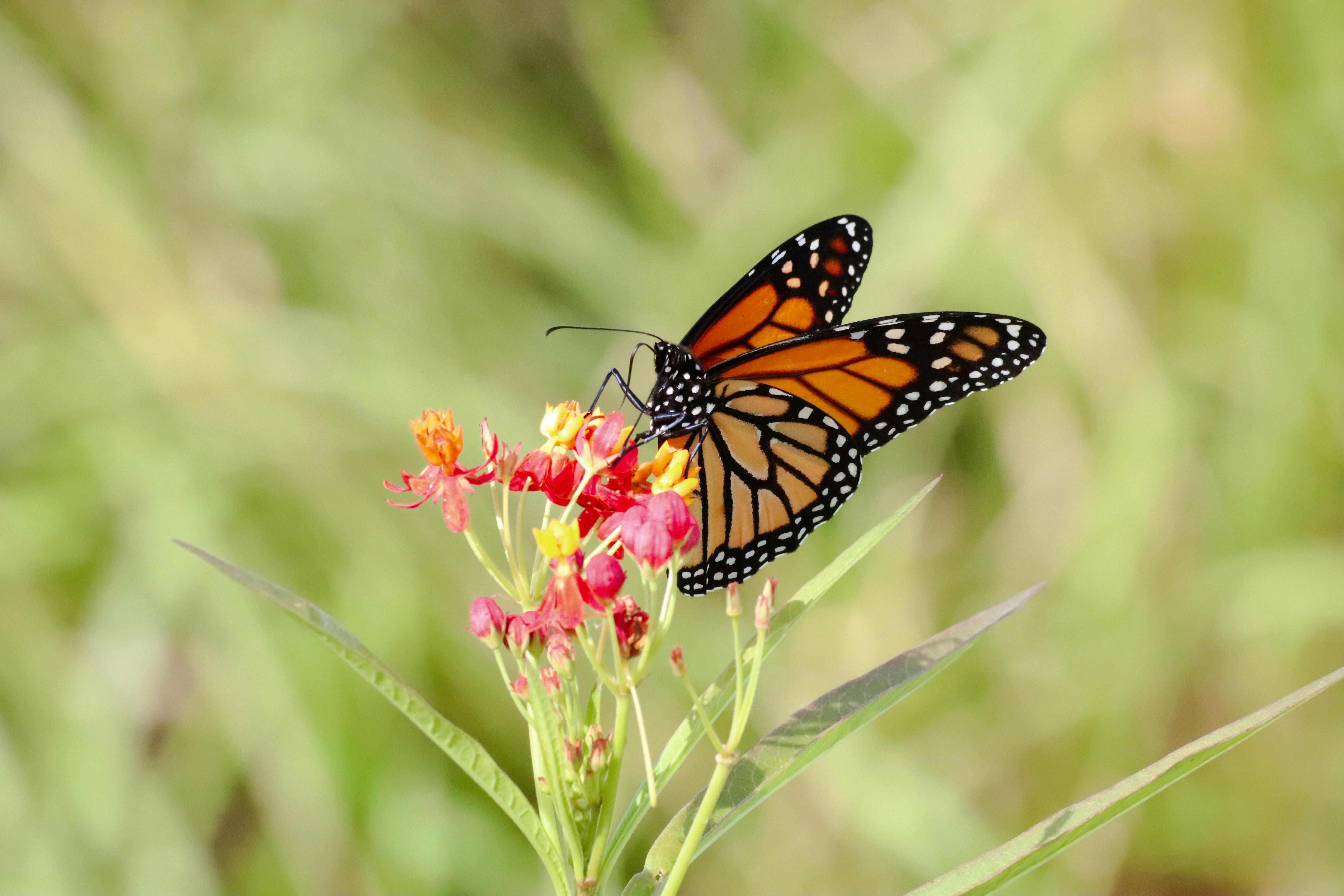 Hailey Shea - Photography