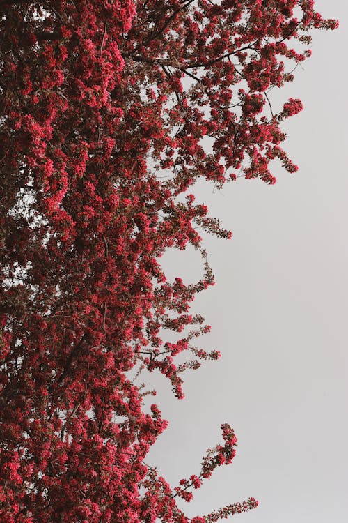 Blossoms on Apple Tree Branches