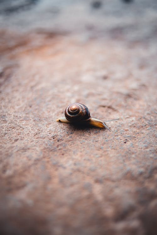 Close-Up Shot of a Snail 