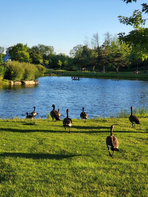 Free A peaceful scene of ducks walking on a grassy shore by a tranquil lake on a sunny day. Stock Photo