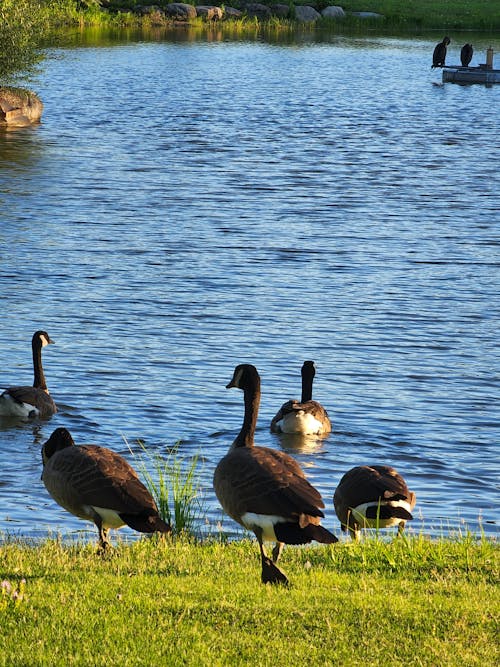 Geese Walking Towards the Lake