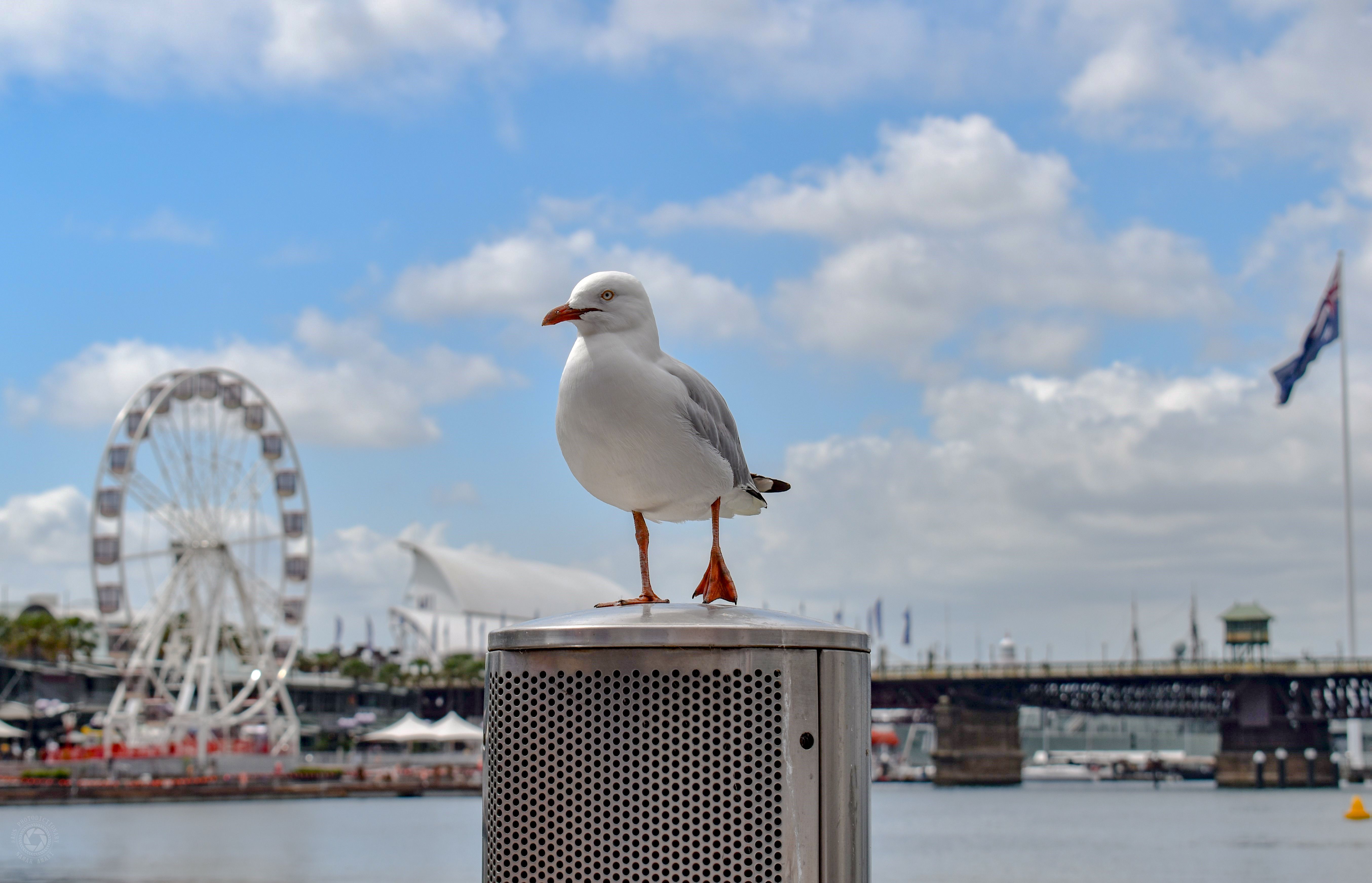 A seagull perches near the Ferris wheel in vibrant Darling Harbour, Sydney.
