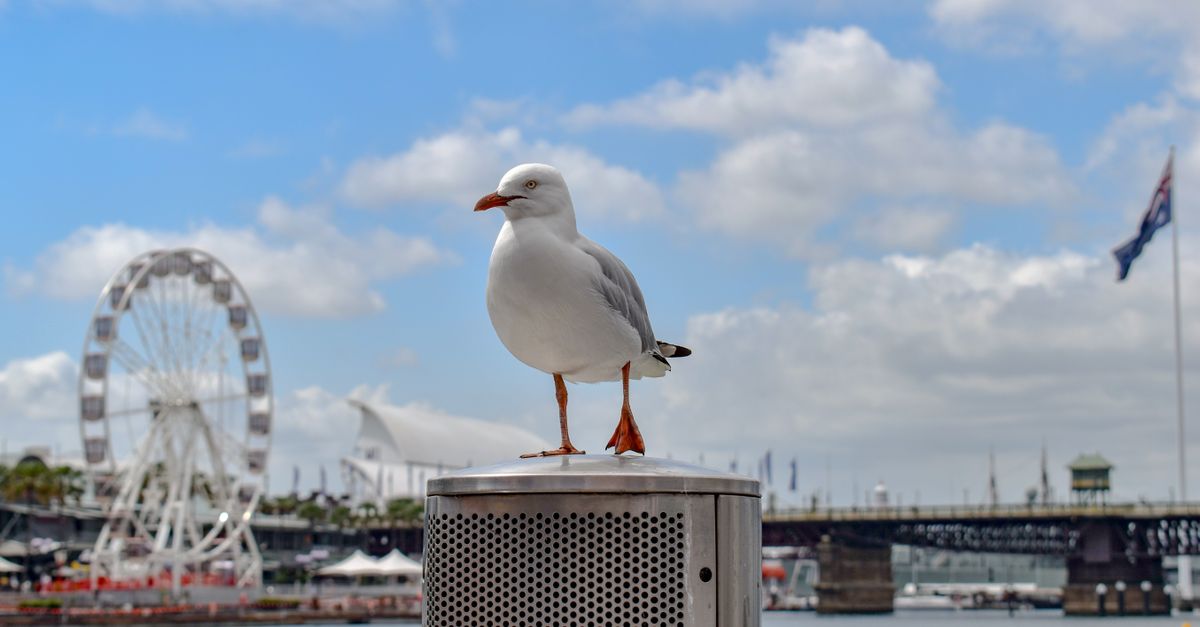 Photo of Australia