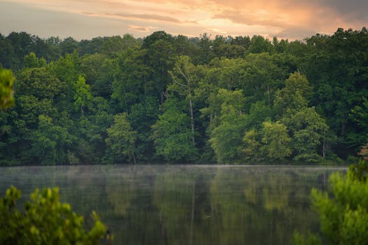 Calm water reflecting trees during sunrise in Lawrenceville, Georgia, showcasing nature's beauty.