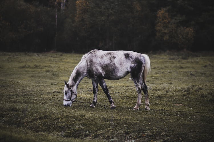 Horse Grazing On A Pasture 