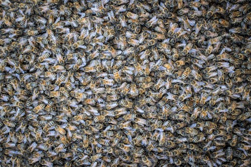 Kostnadsfri bild av bin, insekter, insektsfotografering