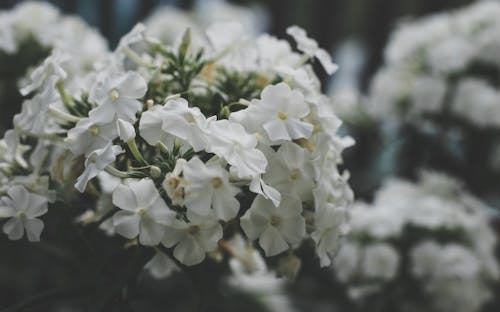 grátis Cluster Branco Flores Fotografia Foco Diferencial Foto profissional