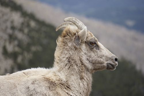 Free Close-up of a bighorn sheep in Colorado's rugged mountain terrain. Stock Photo