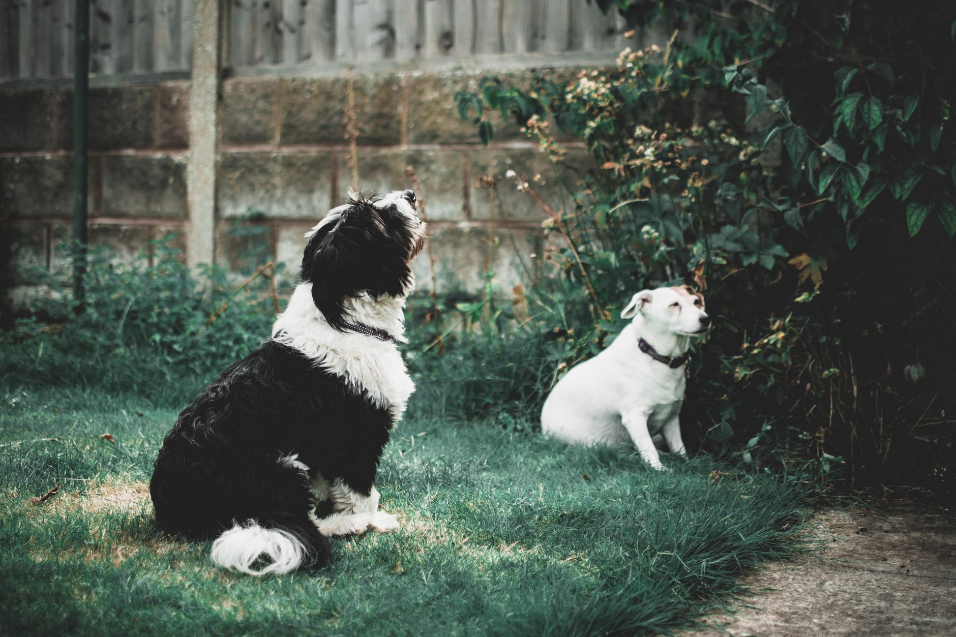 Two dogs sitting on grass outdoors, one black and white, the other white, near a garden fence
