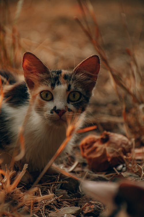 Free Brown White and Black Cat on Brown Dried Leaves Stock Photo