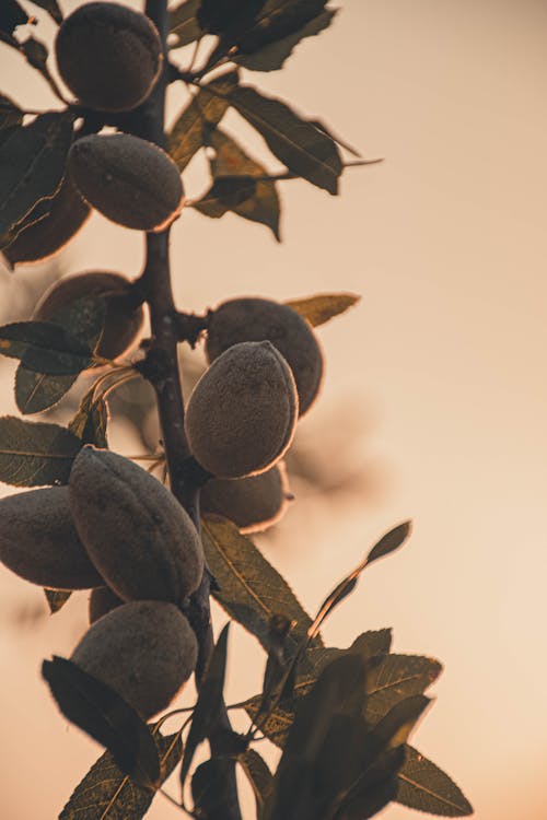 Free stock photo of almond, environment, fruit Stock Photo