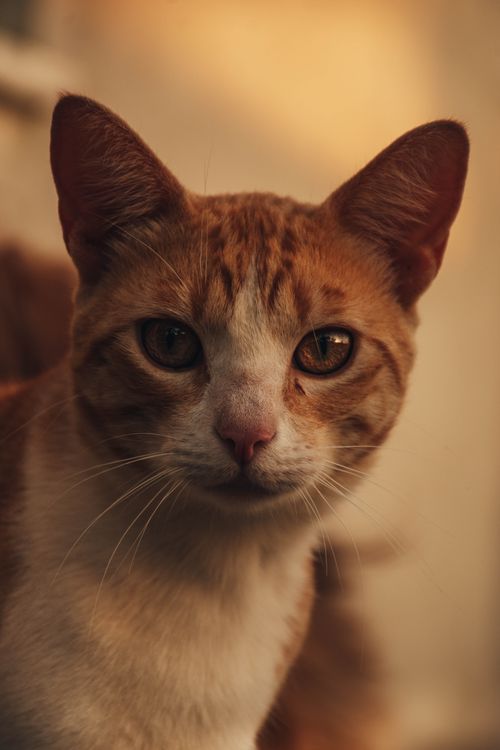 Free Close-up of a ginger and white cat in warm lighting, showcasing its curious expression and distinct marking. Stock Photo