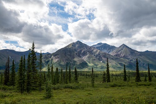 Бесплатное стоковое фото с горный пик, горы, деревья