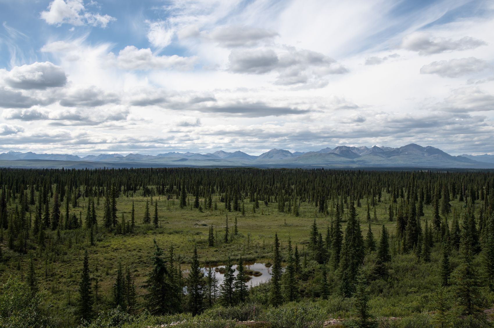 Bear Jams & Moose Pull-Offs: Watching Roadside Wildlife Safely
