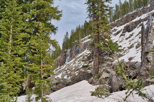 Tall Trees on Snow Covered Mountains 