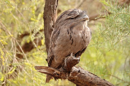 Close-Up Shot of a Tawny Frogmouth Perched on Tree Branch
