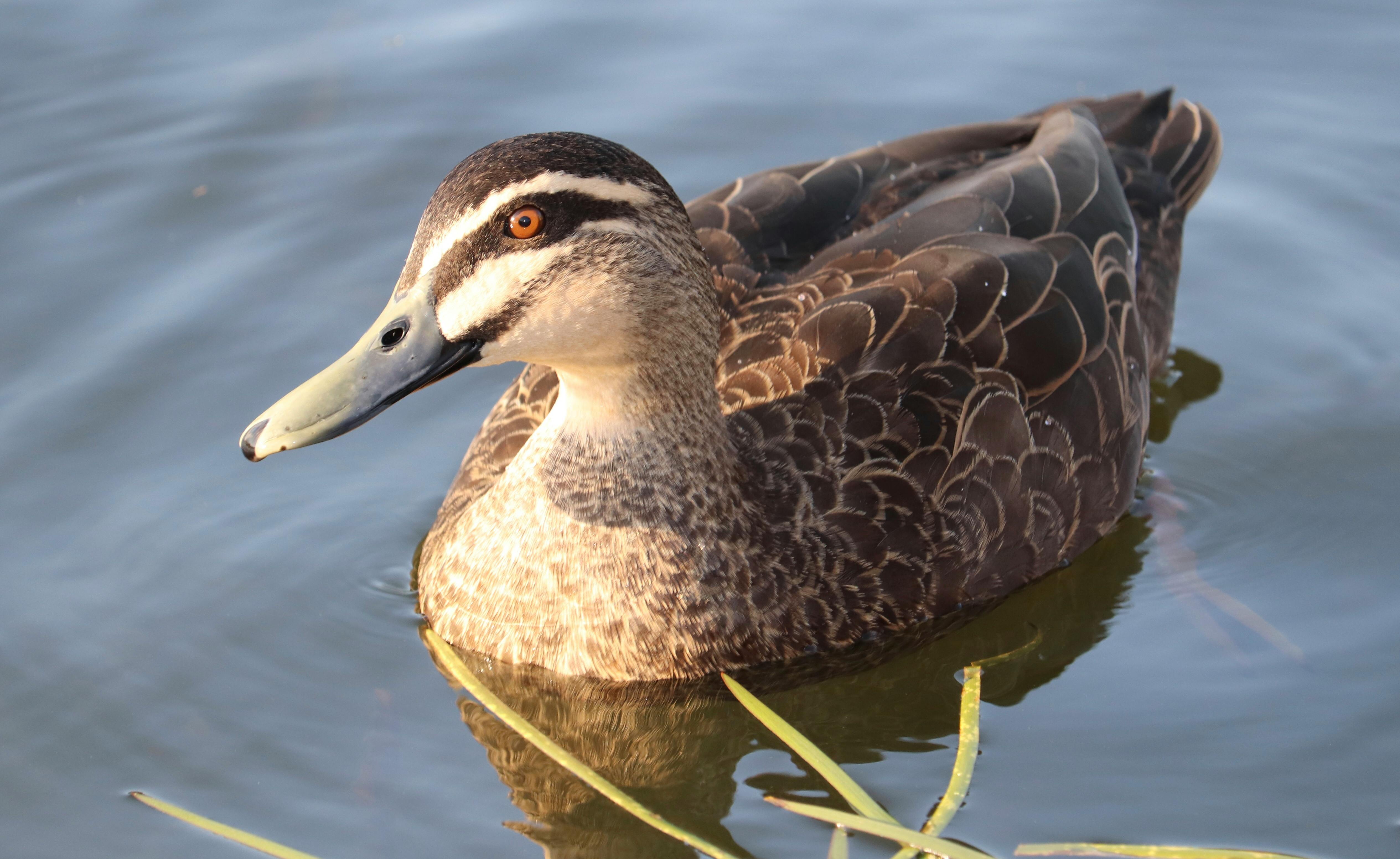 White and Brown Wild Duck on Water · Free Stock Photo