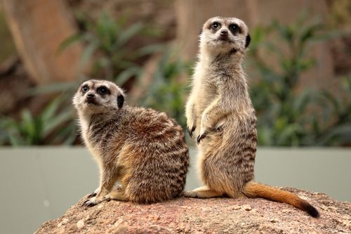 Free Two meerkats sitting attentively on a rock, showcasing their curious nature. Stock Photo
