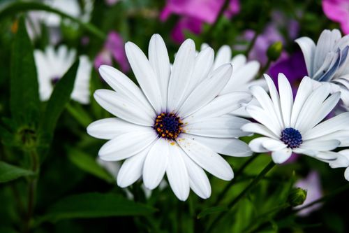 Free Detailed close-up of blooming white Cape Marguerite flowers in a garden setting. Stock Photo