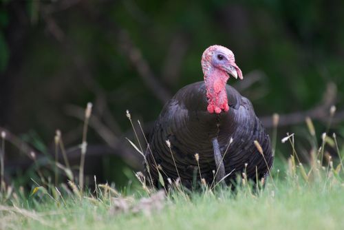 Free Close-up of a wild turkey standing in grassy outdoors, showcasing natural texture and details. Stock Photo