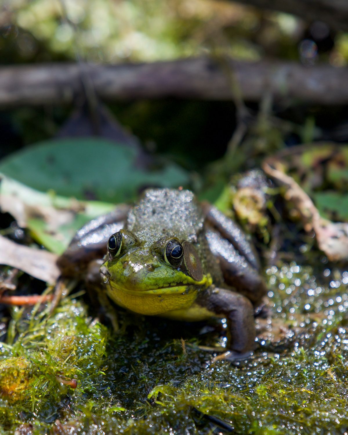 Close-Up of a Frog · Free Stock Photo