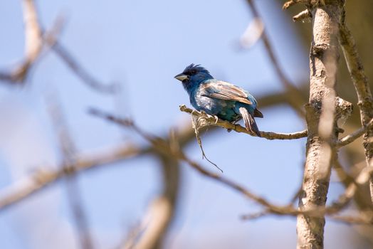 Blue Bird on Brown Tree Branch