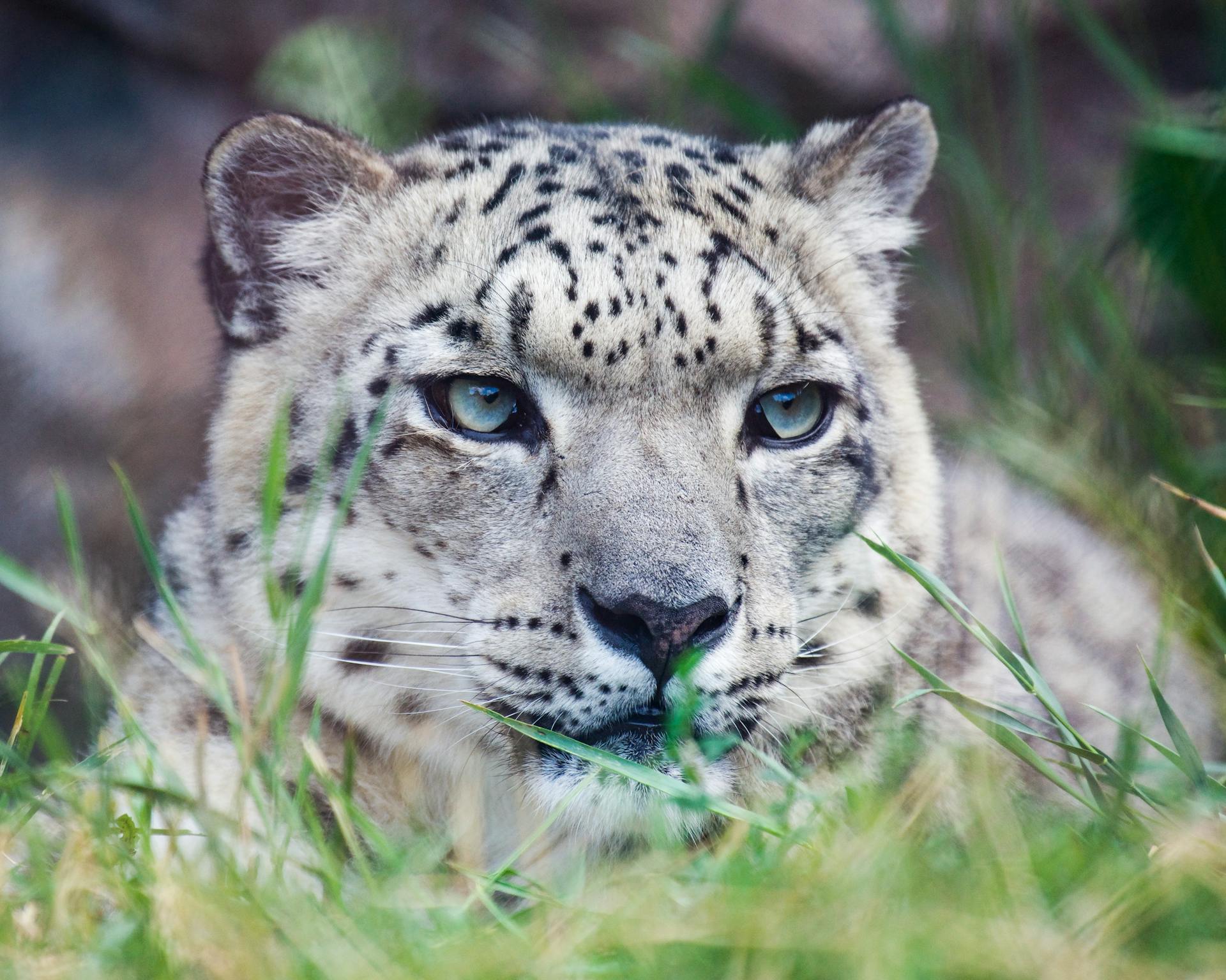 Close-Up Shot of a Snow Leopard