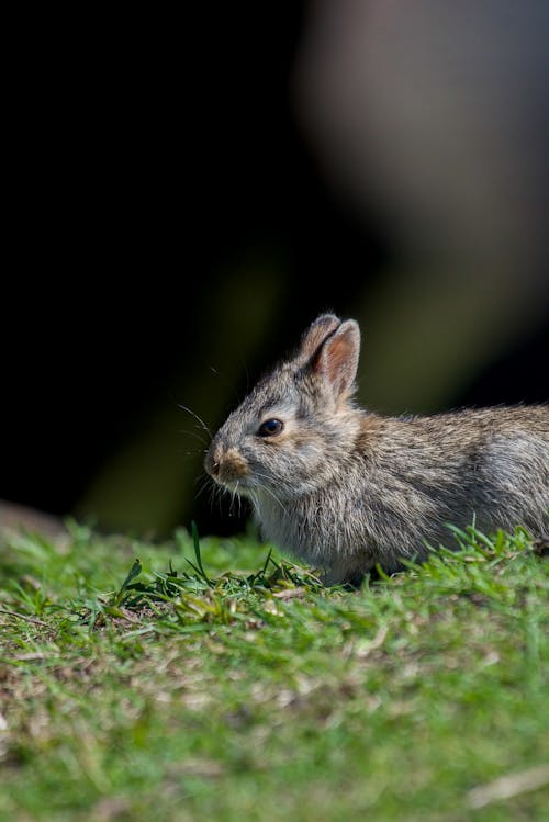 Close-Up Shot of a Rabbit