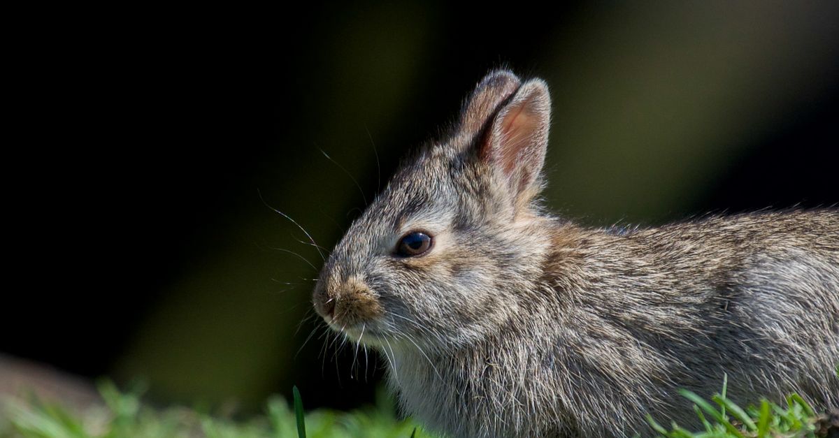 Close-Up Shot of a Rabbit · Free Stock Photo